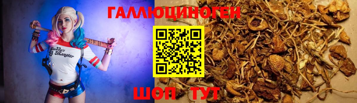 Галлюциногенные грибы мицелий  Вход с VPN  Томск  Галлюциногенные грибы Psilocybe 